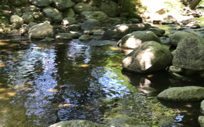 Flowing With the River of Life